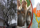तेलंगाना में जक्कुला हनुमान मंदिर: हजारों बंदरों का घर |