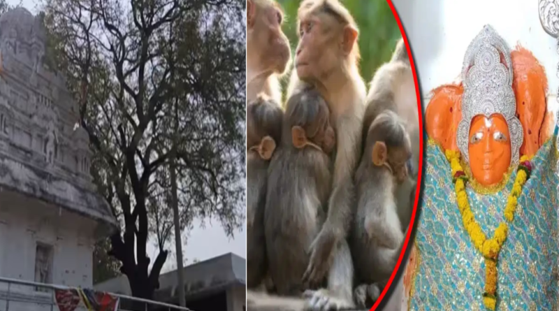 तेलंगाना में जक्कुला हनुमान मंदिर: हजारों बंदरों का घर |